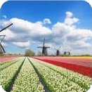 Icoon Dutch courses met tulpenvelden en molens